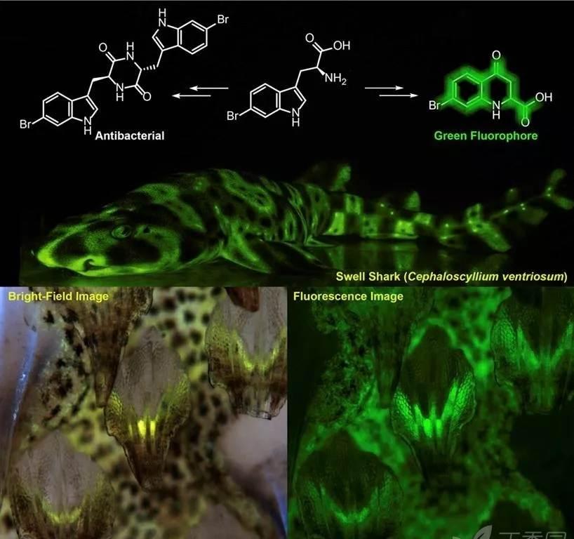 1.16版我的世界，探索全新生物群系！