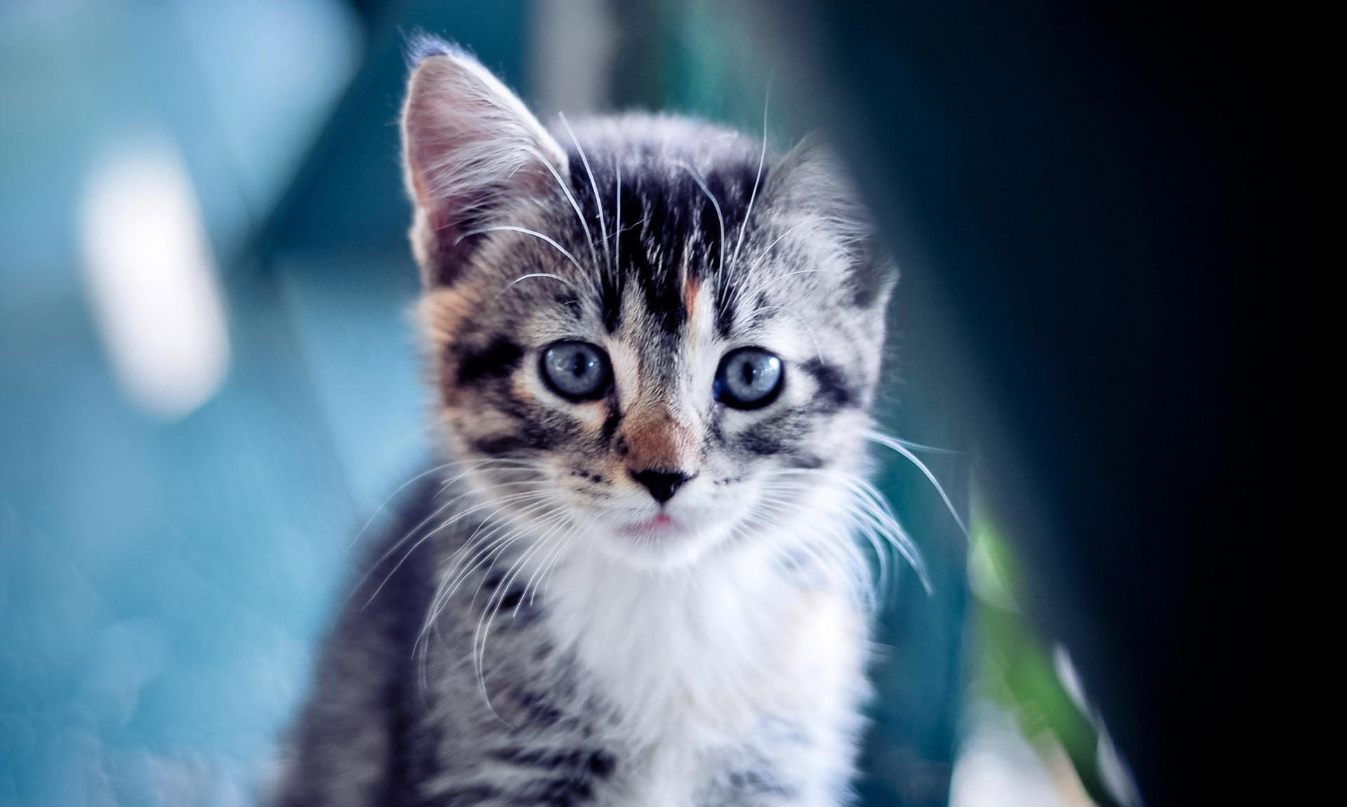 超萌猫咪收集养成游戏猫灵相册亮点多，动态持续更新！