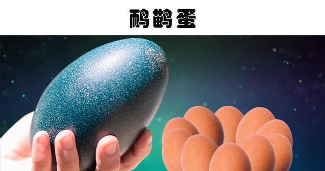 蛋世界游戏动态：更新、新功能、物种变化全方位解读！