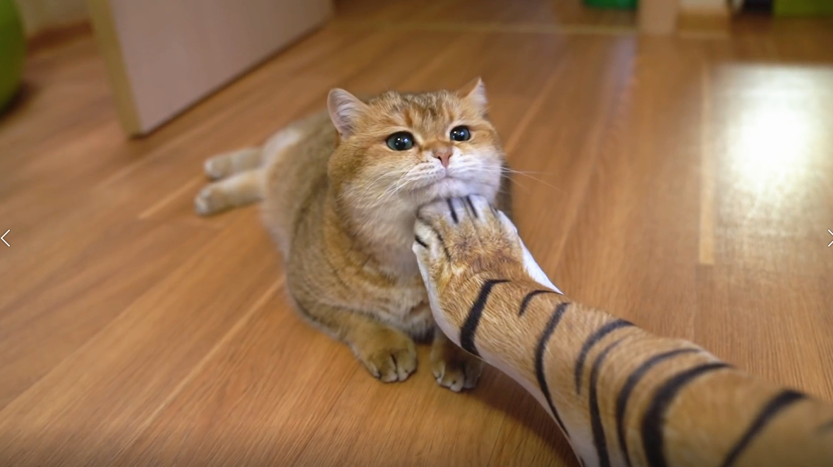 天津领养猫咪网站_成都领养猫咪的网站_猫咪avmaomiav官方网站