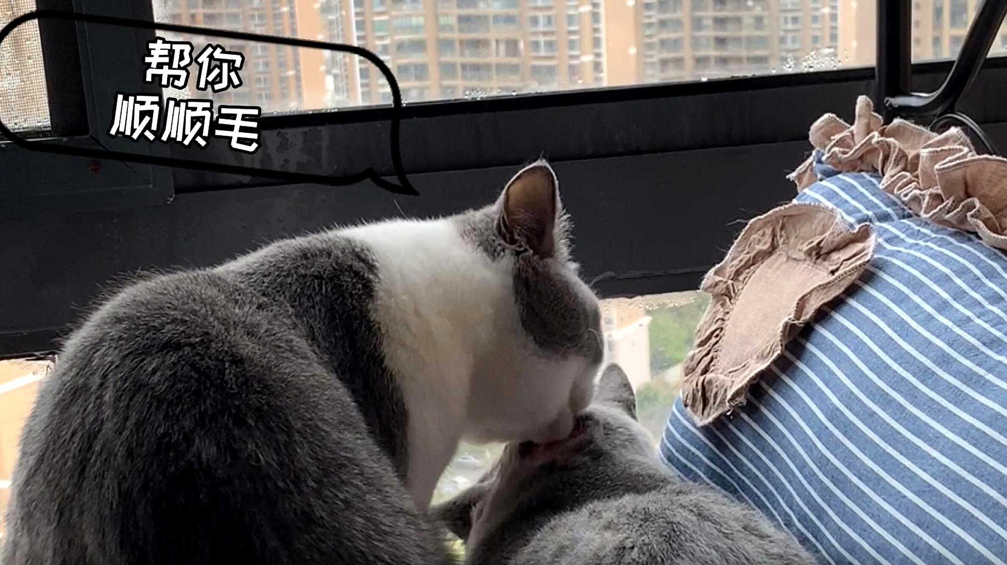 天津领养猫咪网站_猫咪avmaomiav官方网站_成都领养猫咪的网站