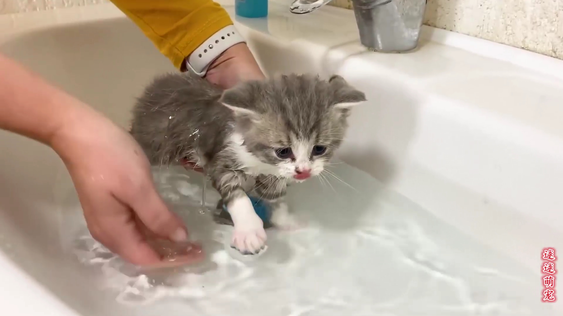 猫咪avmaomiav官方网站_天津领养猫咪网站_成都领养猫咪的网站