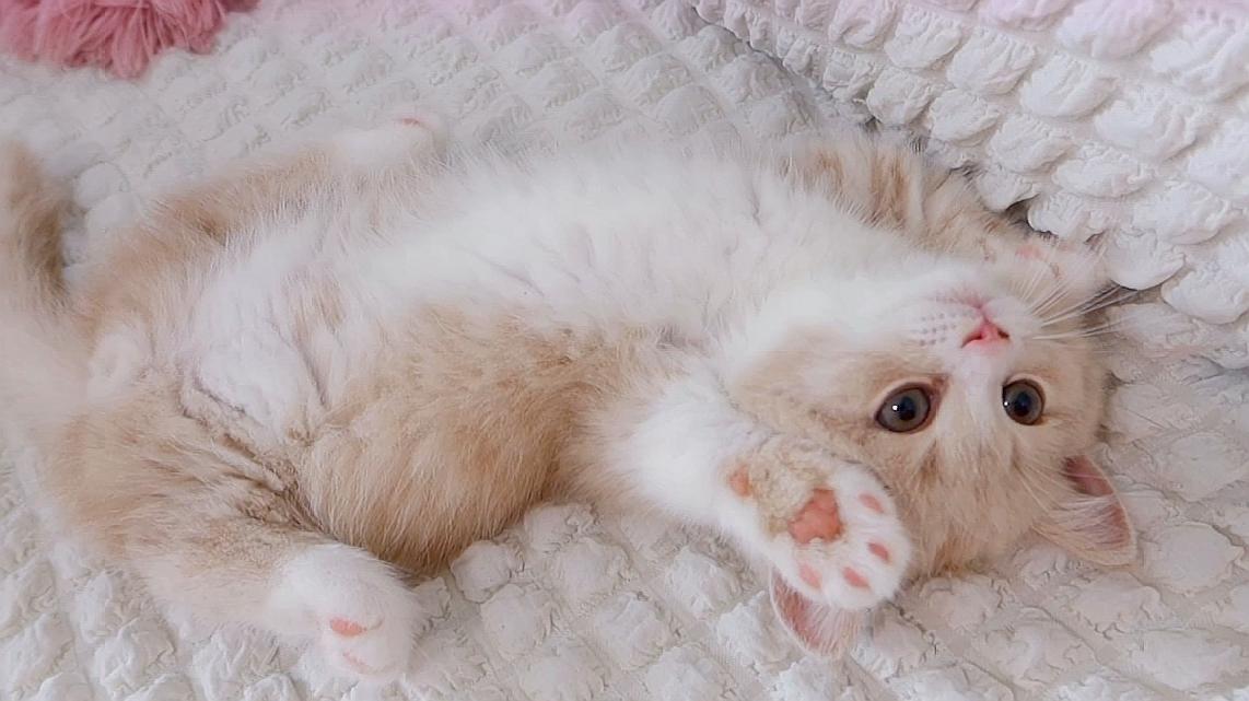 天津领养猫咪网站_猫咪avmaomiav官方网站_成都领养猫咪的网站