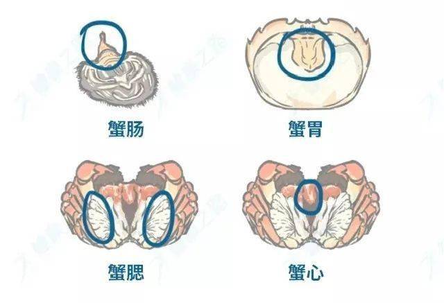 螃蟹鳃长在哪里_螃蟹的鳃长在哪_螃蟹鳃长在哪里图片