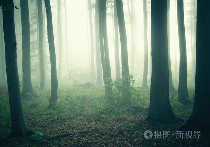 阴暗森林_阴暗森林狼人营地箱子密码_阴暗森林第一个避难所箱子密码