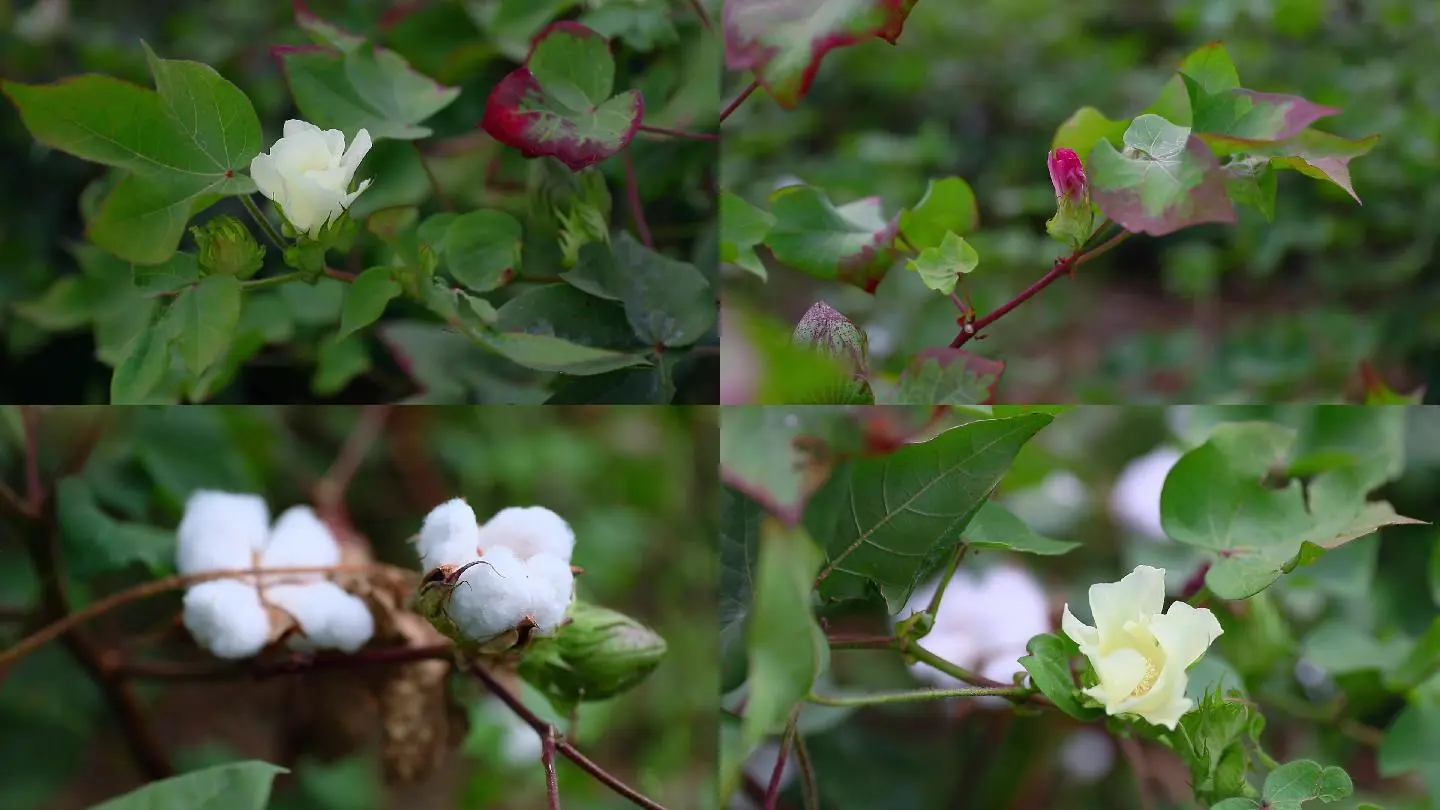 棉花视频_视频棉花娃娃怎么画_视频棉花糖家里有咳嗽声