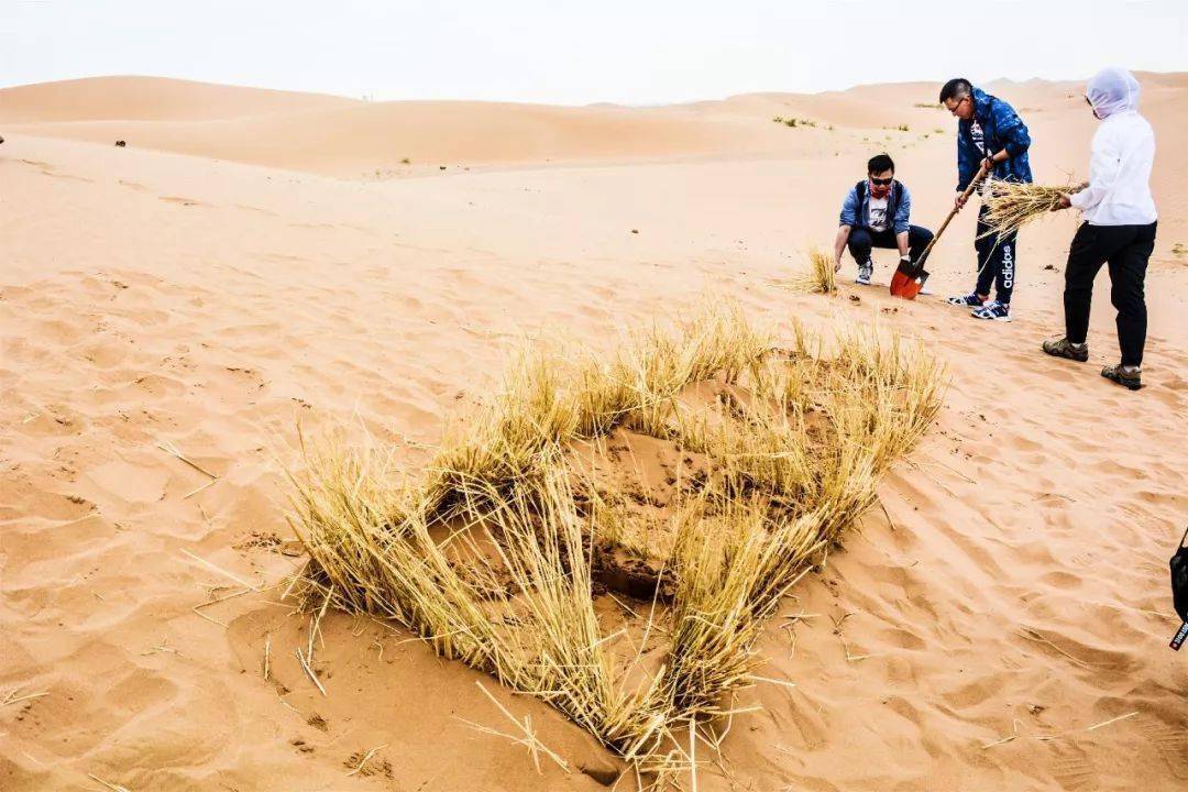 沙漠的世界种子是什么_沙漠植物种子_我的世界沙漠种子