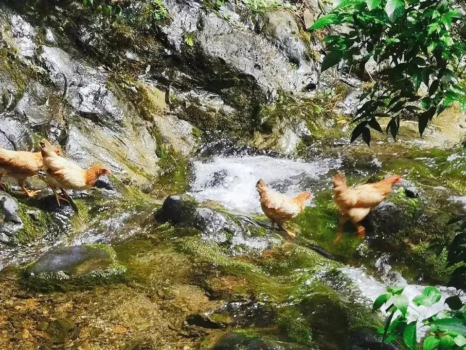 鸡吃游戏要钱吗_游戏吃鸡_吃小鸡的游戏