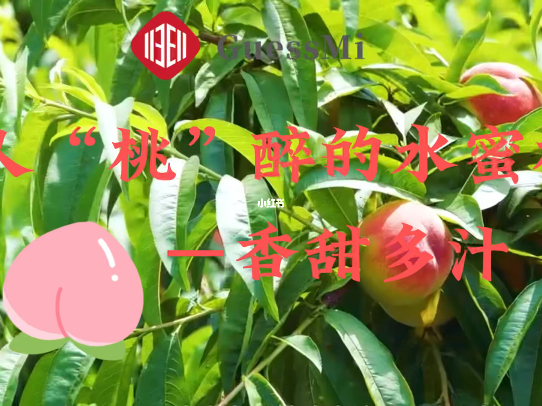水密桃视频：尽享精彩无限