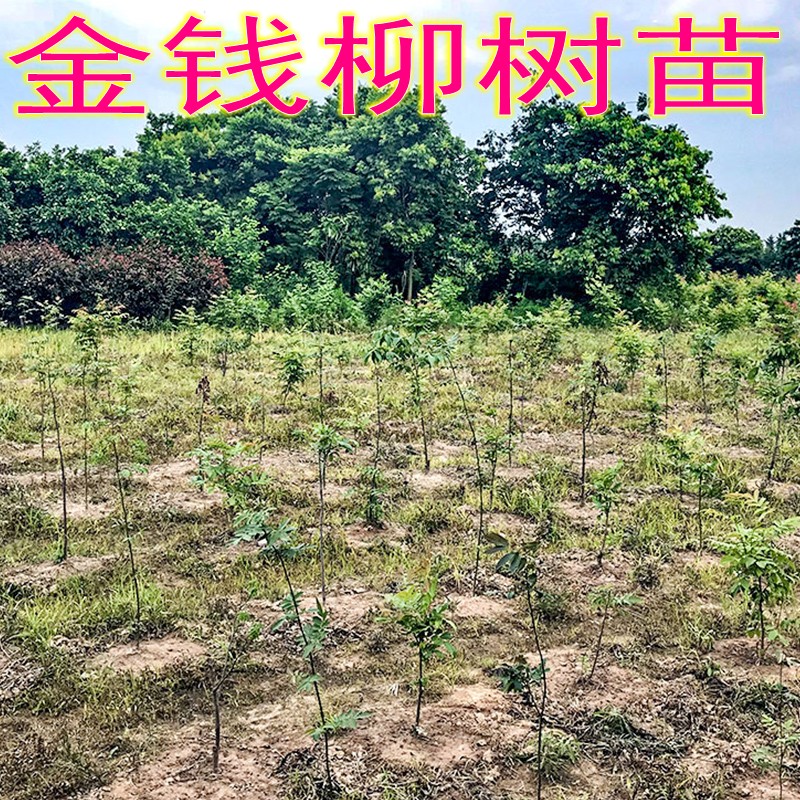 摇钱树苗种植攻略_树苗种植_梦幻摇钱树苗6次