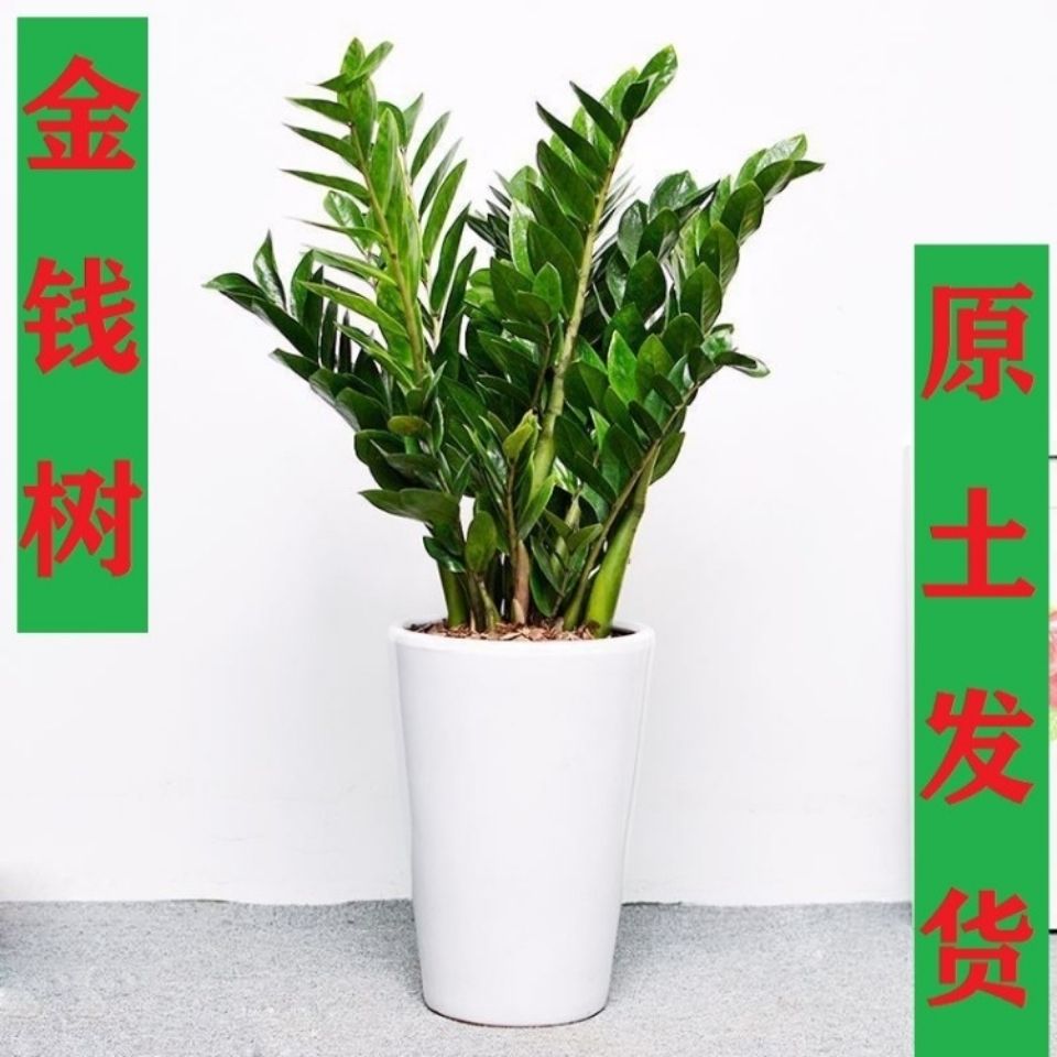 树苗种植_摇钱树苗种植攻略_梦幻摇钱树苗6次