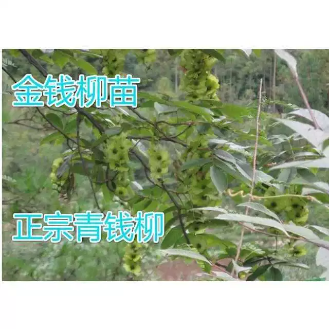 树苗种植_摇钱树苗种植攻略_梦幻摇钱树苗6次