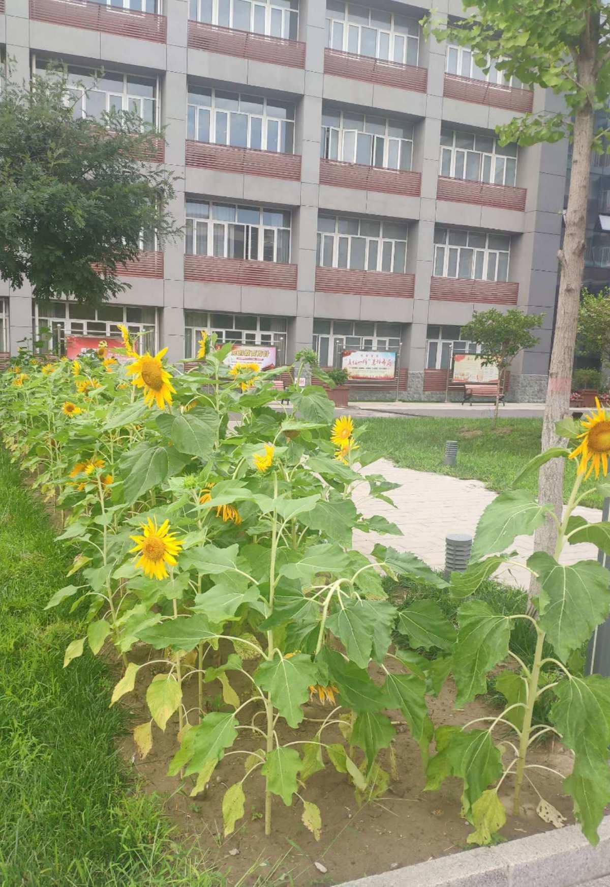 郭静下一个天亮歌词_屋子里都是飞虫怎么办_日照黄海高中好不好