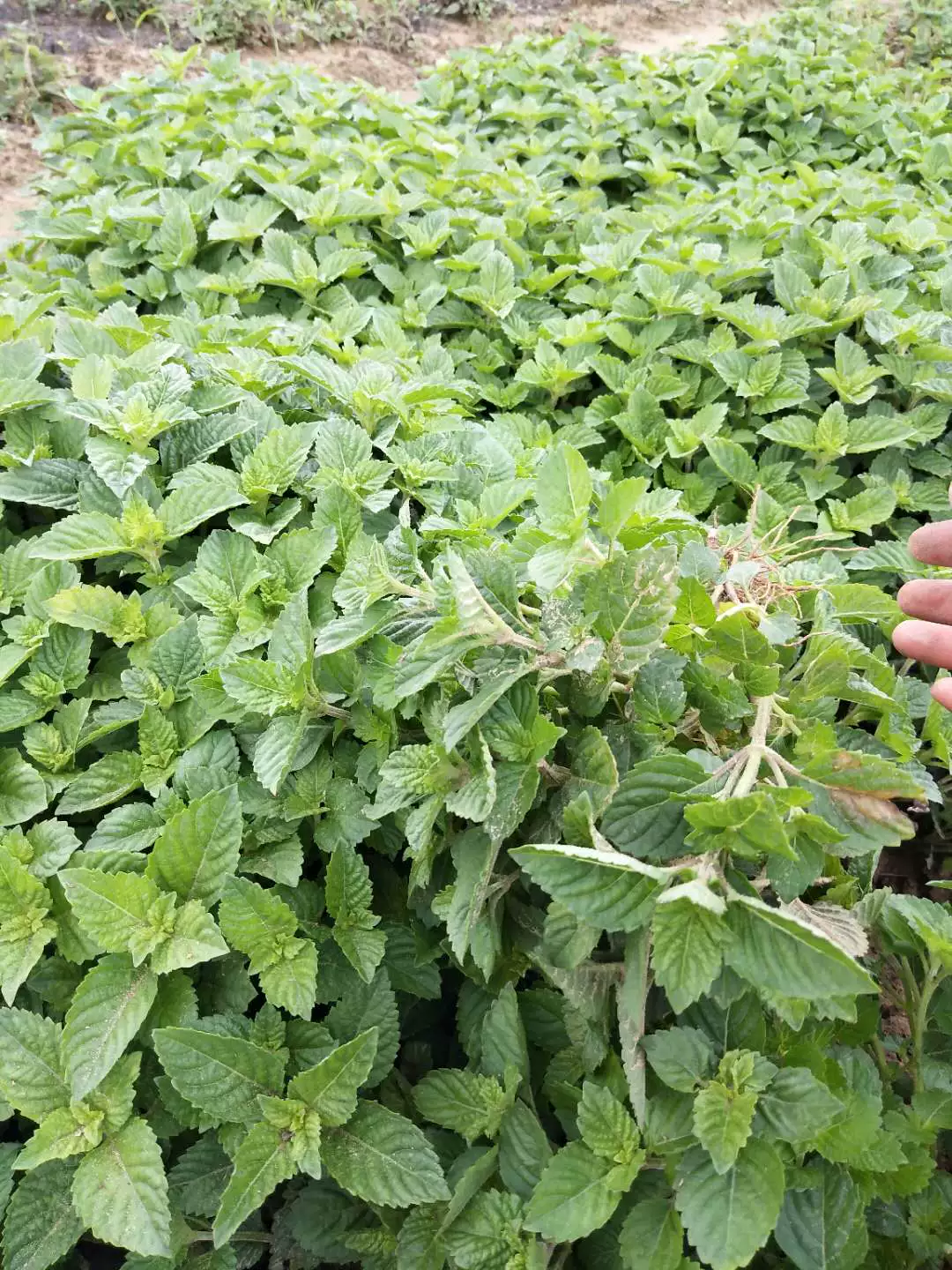 盲目草_盲目草多少能采_盲目草哪里最多