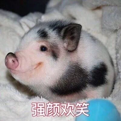 乖乖猪世界三无敌版_乖乖猪世界三无敌版_乖乖猪世界三无敌版
