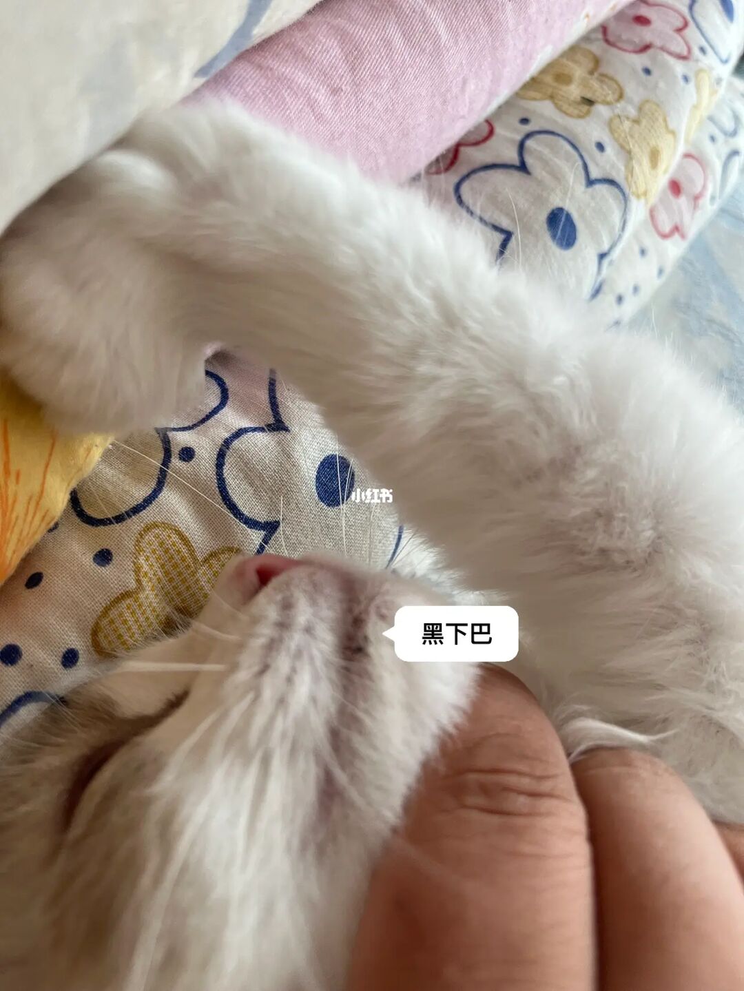 新版app猫咪软件破解版_猫咪社区官方ios版_新版猫咪社区
