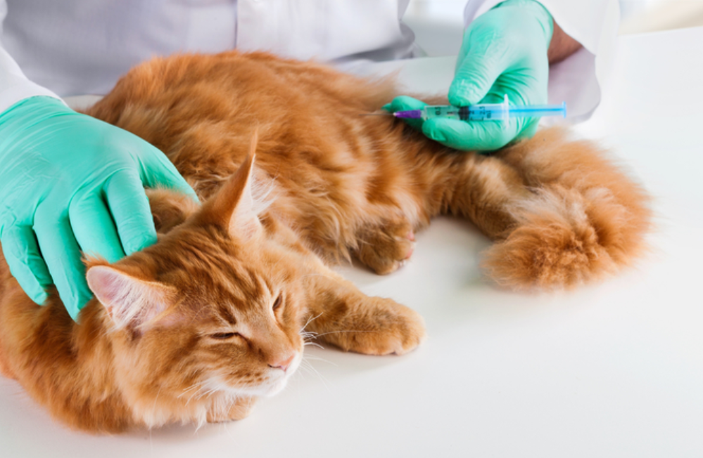新版猫咪社区_猫咪社区官方ios版_新版app猫咪软件破解版