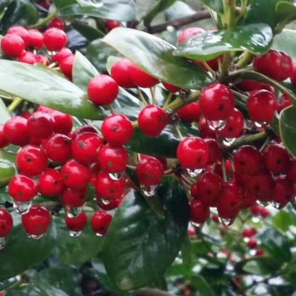 红豆app下载网址进入_红豆app下载网址进入_红豆app下载网址进入
