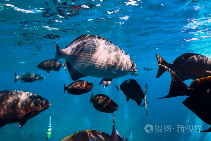 捉鱼游戏规则和玩法_猫咪捉鱼游戏_捉鱼游戏