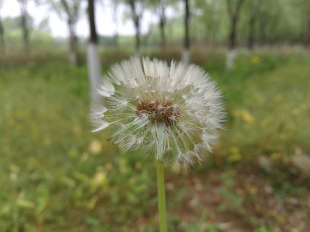 谢语花_谢语花_谢语花