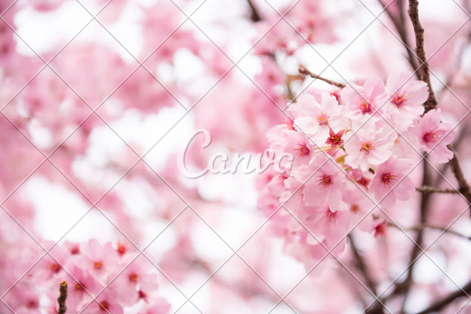 疾花体字_疾花空间_花疾