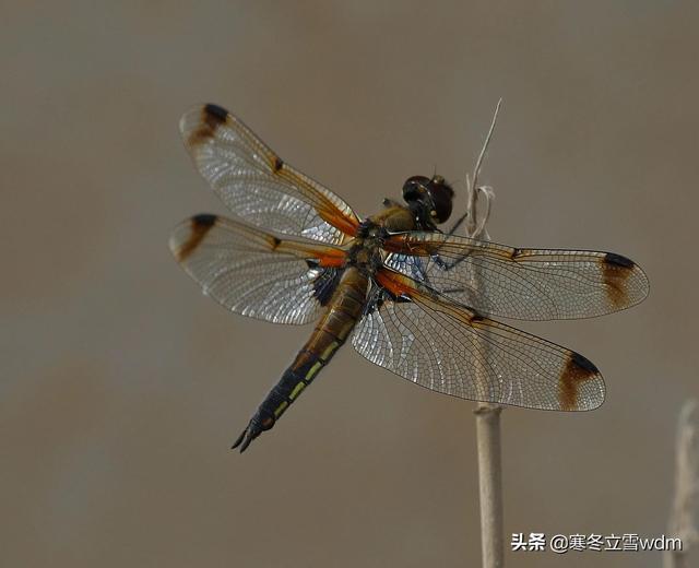蜻蜓的视频_蜻蜓视频_蜻蜓短视频公司是正规公司吗