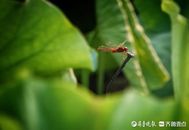 蜻蜓视频_蜻蜓的视频_蜻蜓短视频公司是正规公司吗