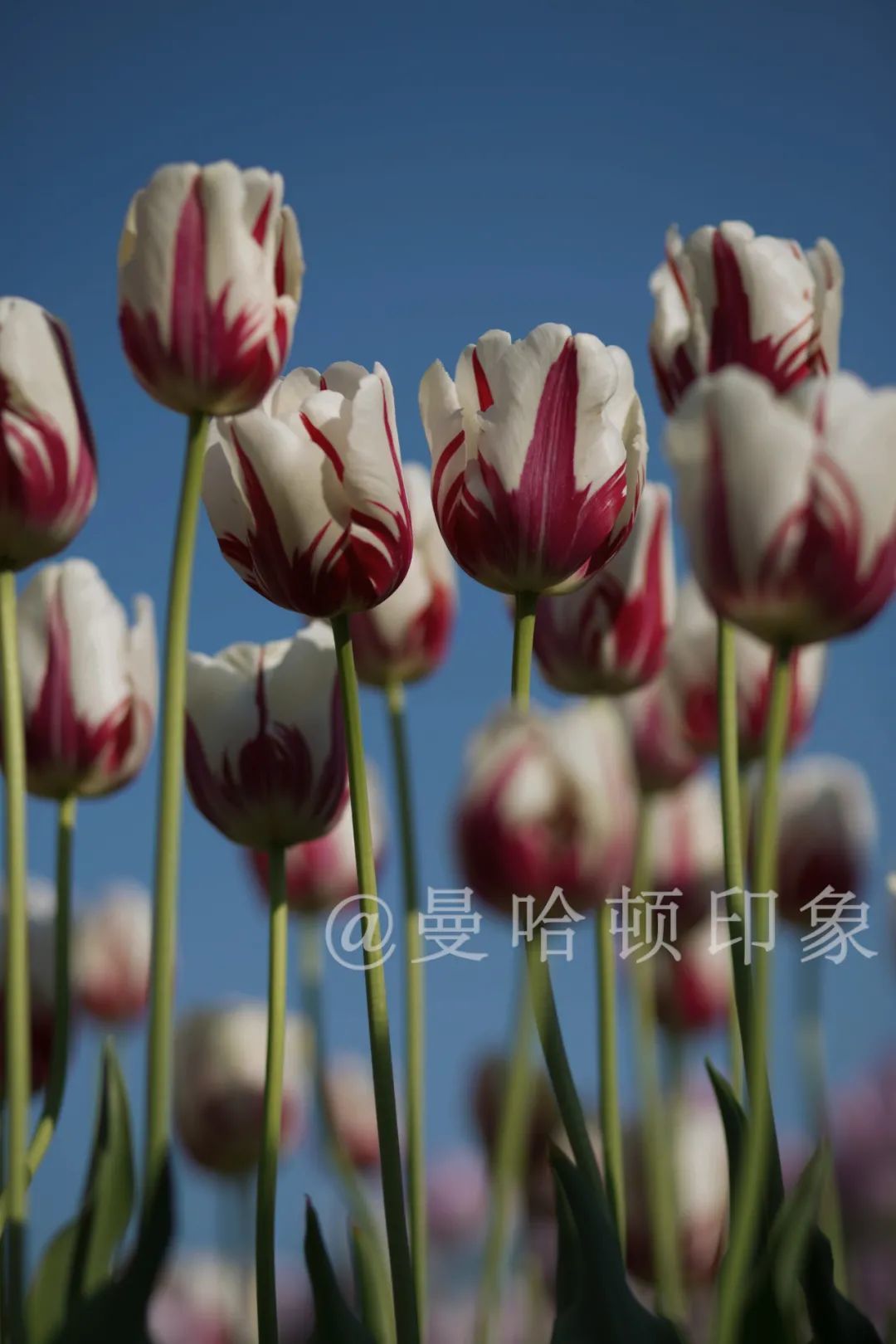 世纪之花_世纪花_世纪花园