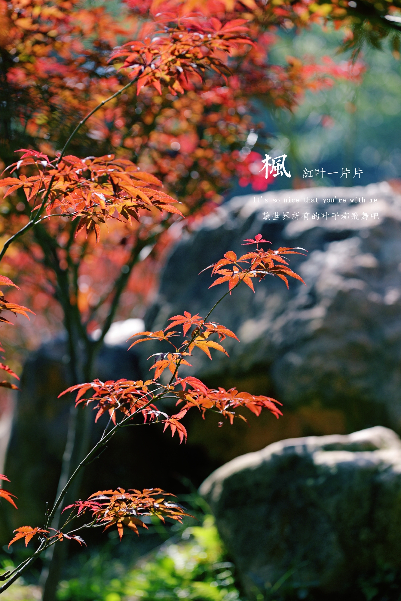 秋红叶_红叶秋山图片_红叶秋枫是什么意思
