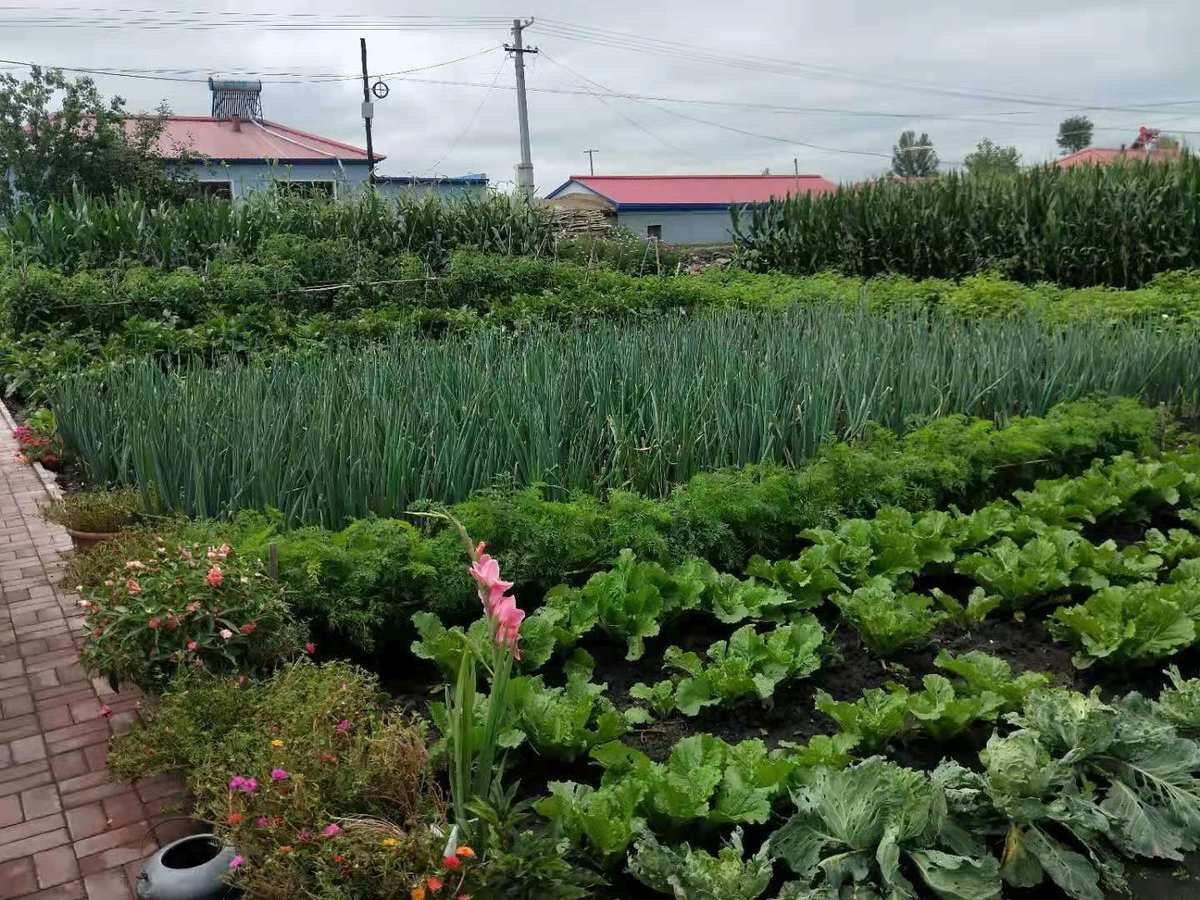 梦幻西游庭院种植几天收获_梦幻西游庭院种植攻略_梦幻西游庭院种植值得做吗