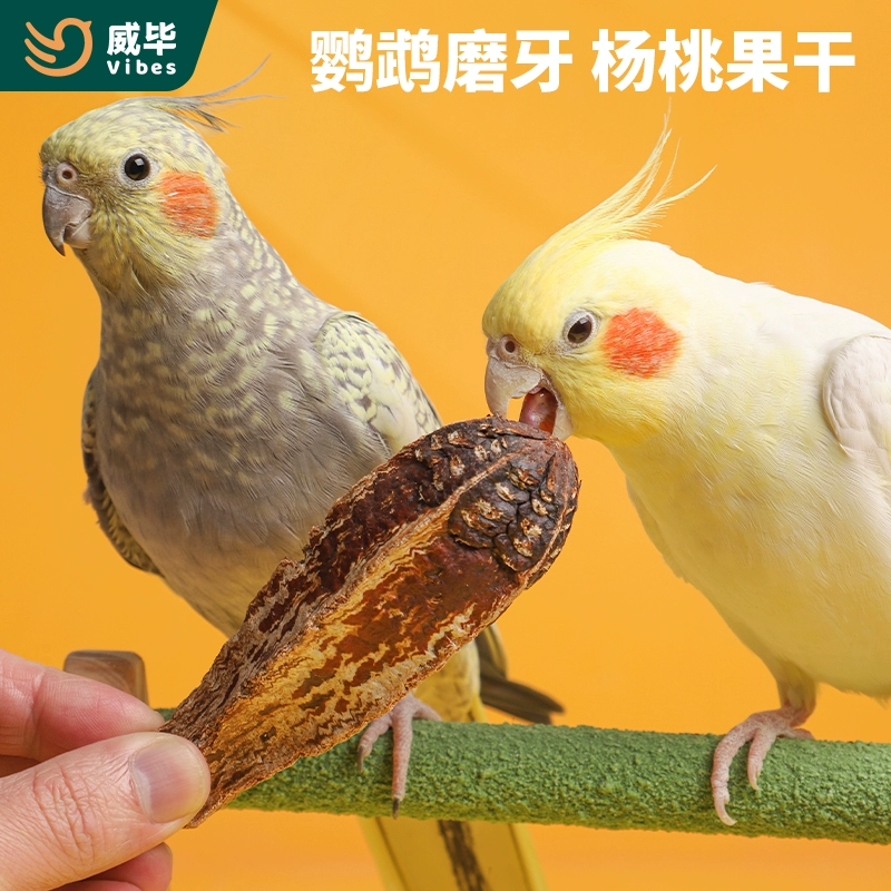 鹦鹉吃活食吗_我的世界鹦鹉吃什么_世界鹦鹉吃什么