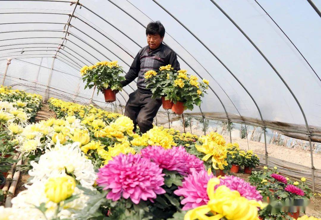 菊花直播话术_菊花直播app赚钱是真的吗_菊花直播