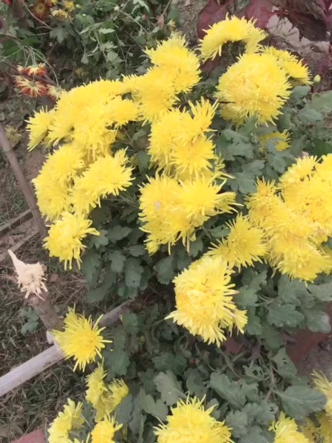 菊花直播app赚钱是真的吗_菊花直播_菊花直播话术