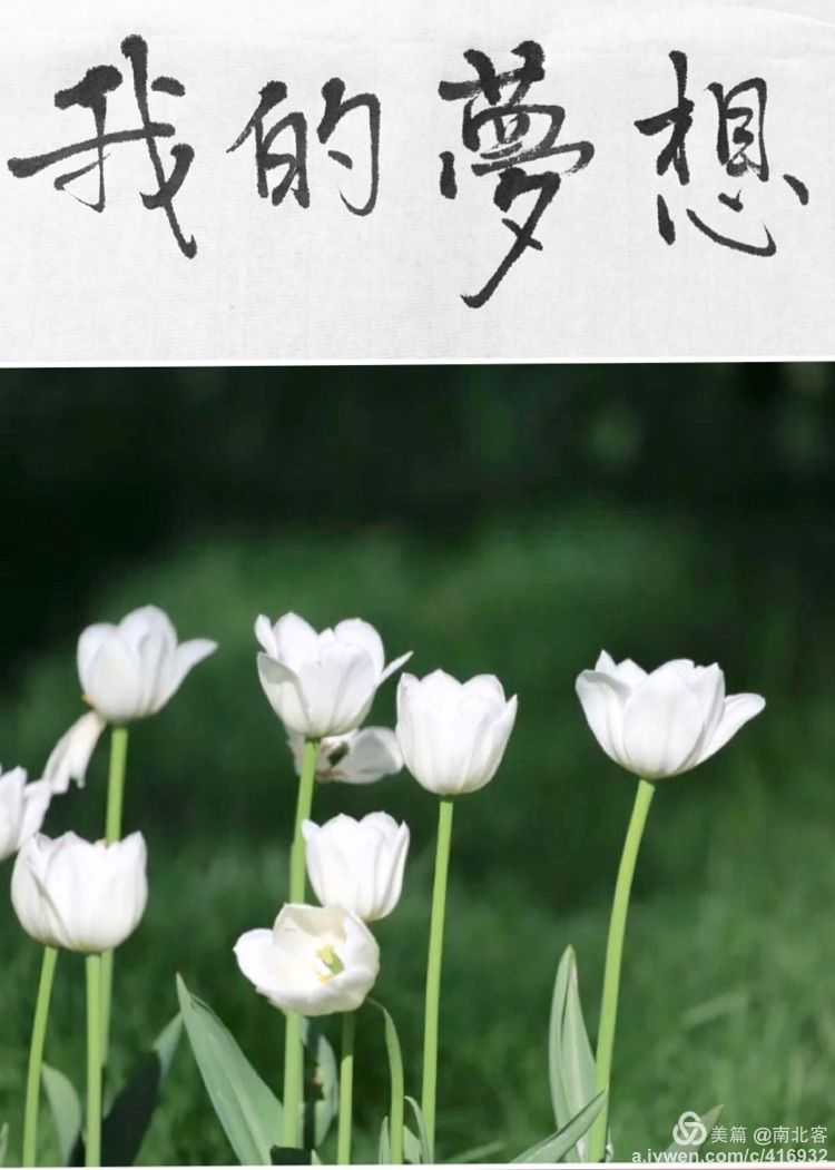 我把你画成花未开的一朵花是什么歌_一朵花开了_一朵花开放是什么歌