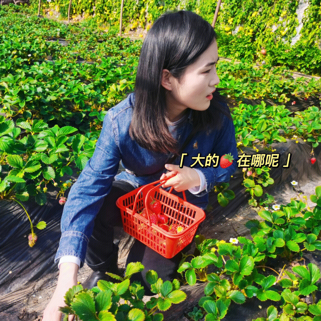 草莓聊_草莓聊_草莓聊