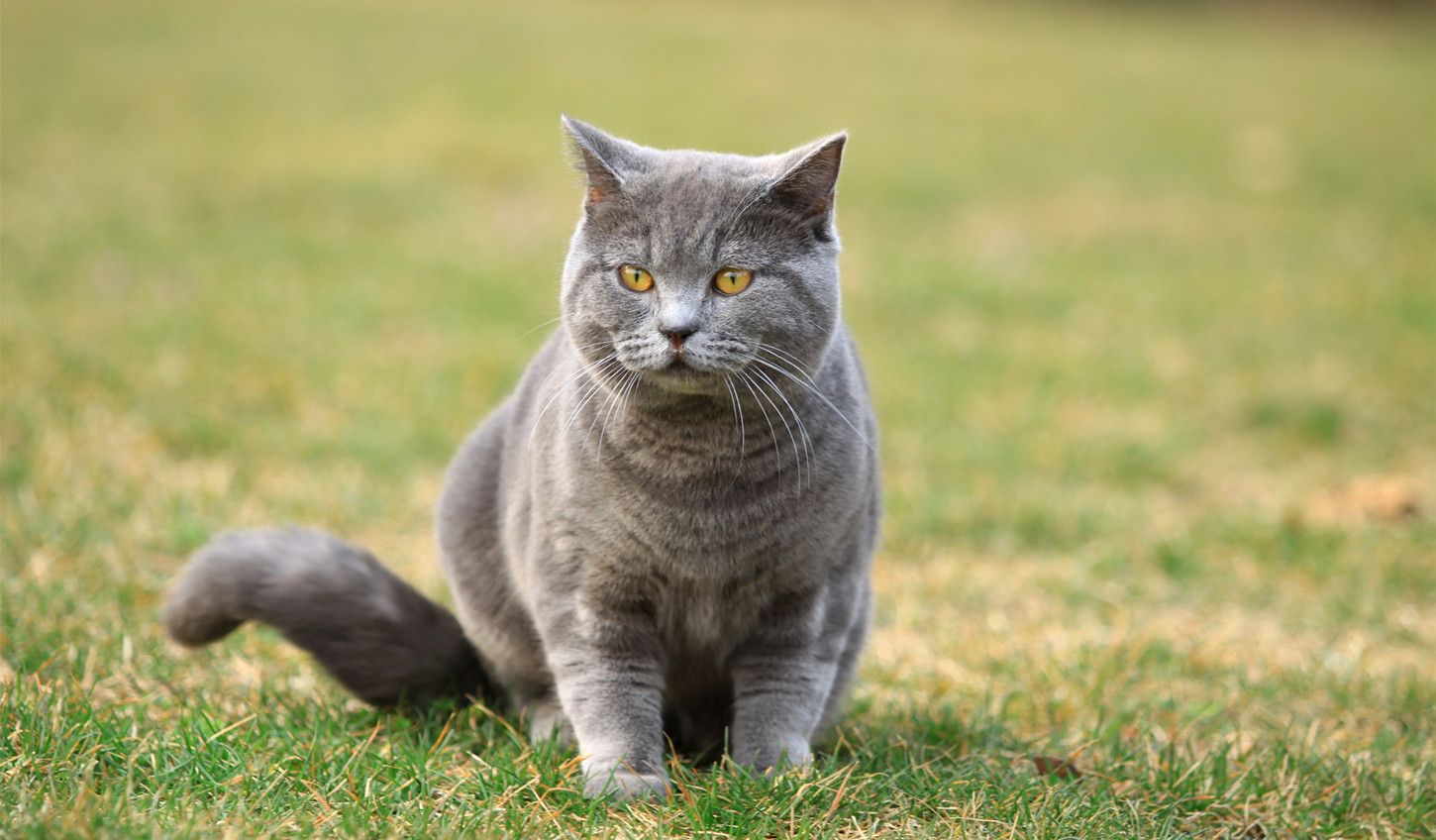 宋丹丹短视频短_快猫成人短视频_短酷短视频补贴