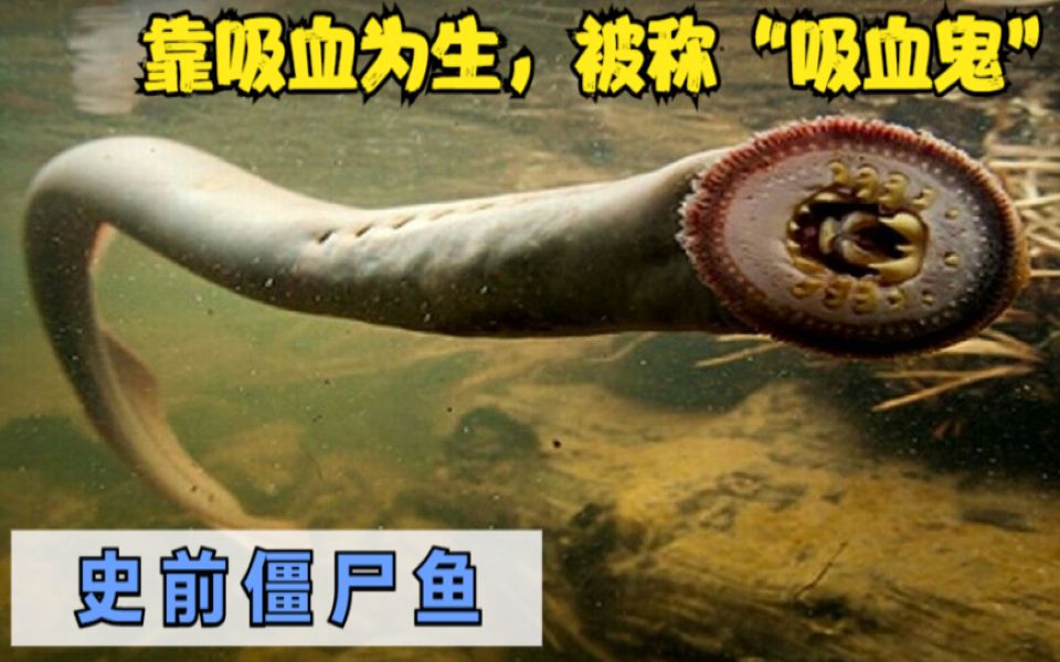 章鱼僵尸_章鱼僵尸_章鱼僵尸