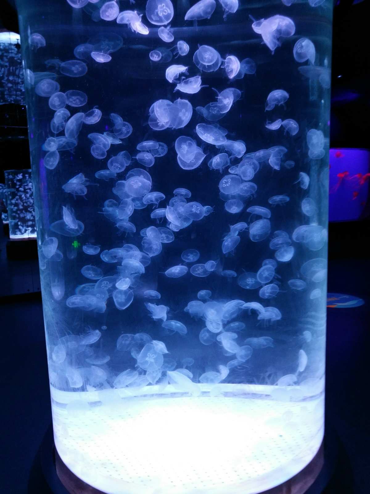 澳洲斑点水母怎么抓_澳洲斑点水母_澳洲斑点水母有毒吗