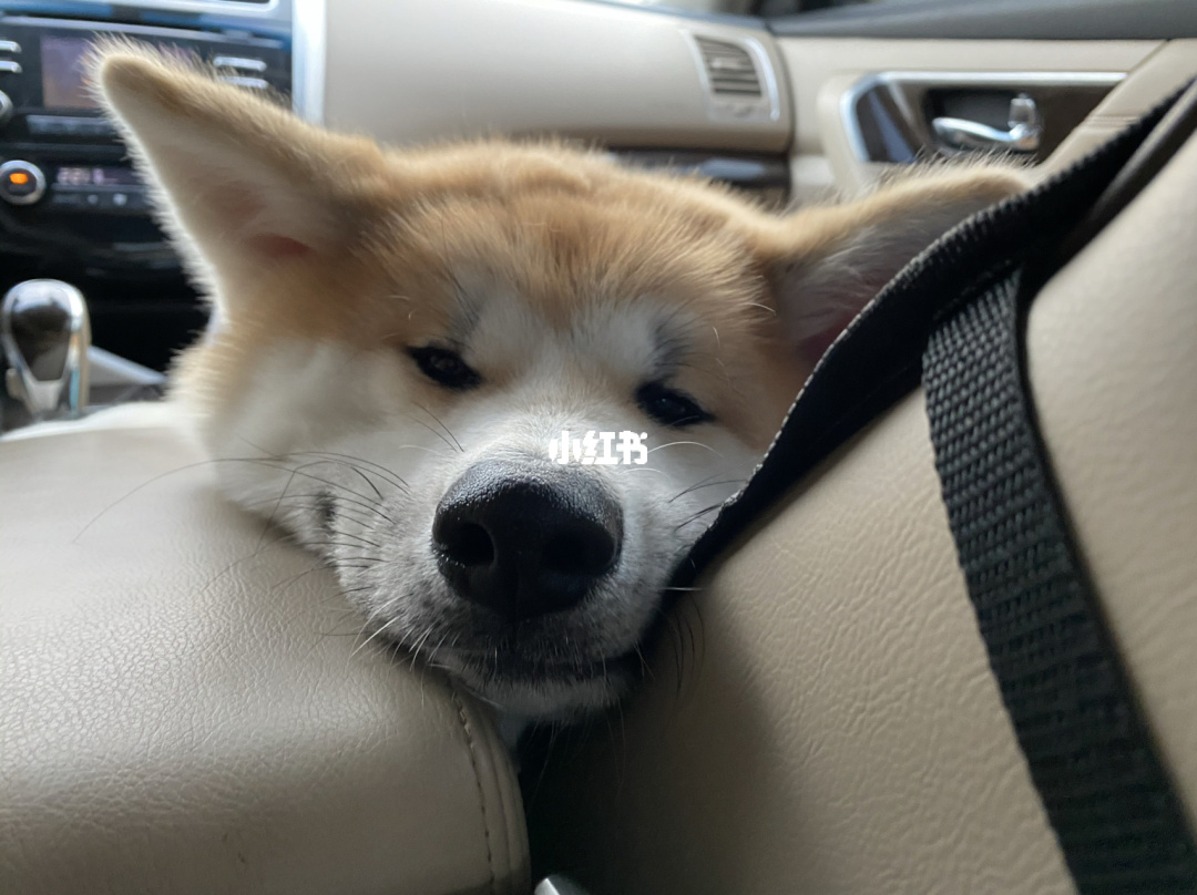 哇嘎_哇嘎哇嘎嘿嘿是什么歌_哇嘎奶哟是什么日语歌
