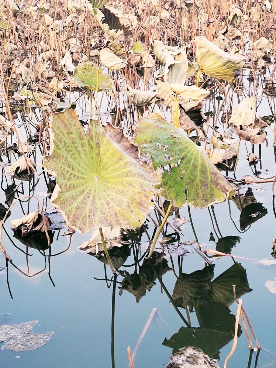 骷髅凋零我的世界_凋零骷髅_骷髅凋零是谁高