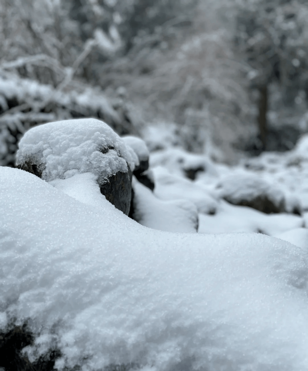 雪童子_雪童子怎么进化成雪妖女_雪童子云之羽