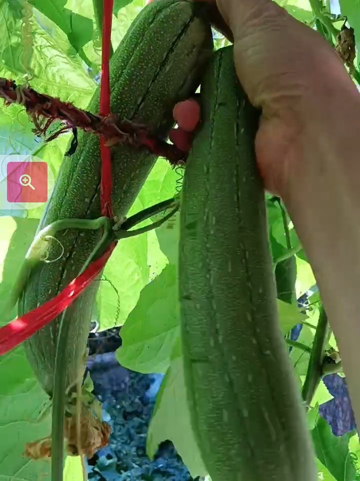 3d版色情啊凡达下载_色久久色视频迅雷下载_丝瓜视频色版下载