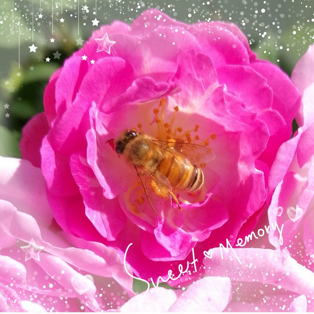 花园之间_花园之间是双人游戏吗_花园之间全关卡攻略