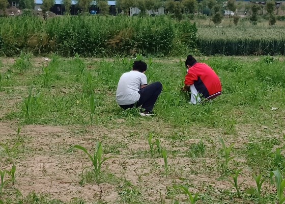 精英和平除草机怎么用_和平精除草6.25_和平精英除草