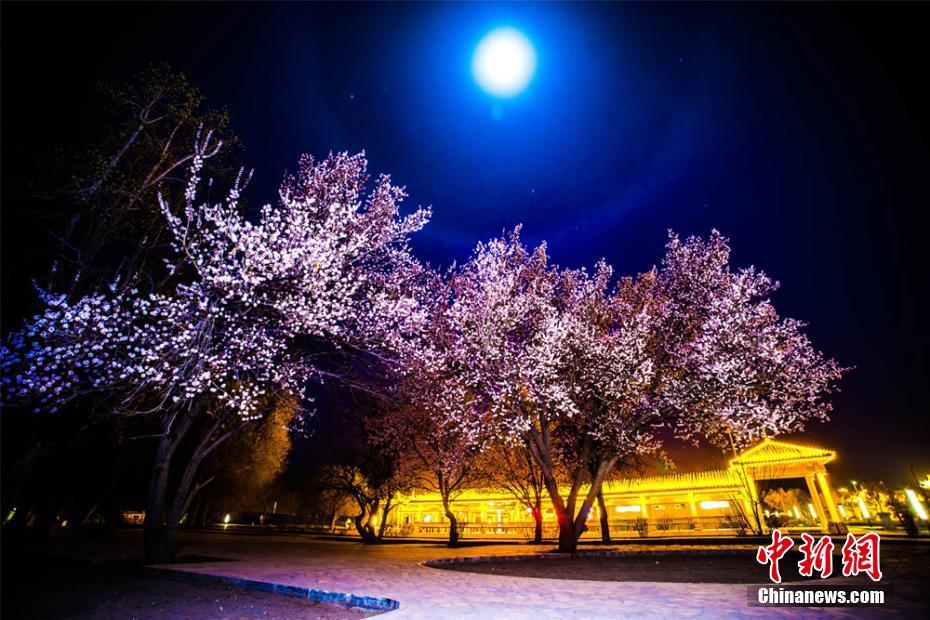 美好的夜晚从打开花季开始_夜晚从花季开始_美好的夜晚从打开花