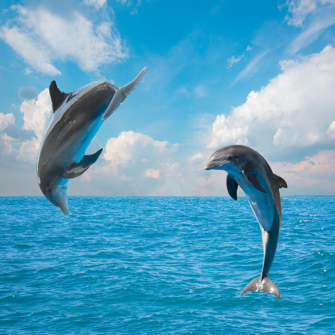 白海豚_海豚的生䐈器图片_海豚白色