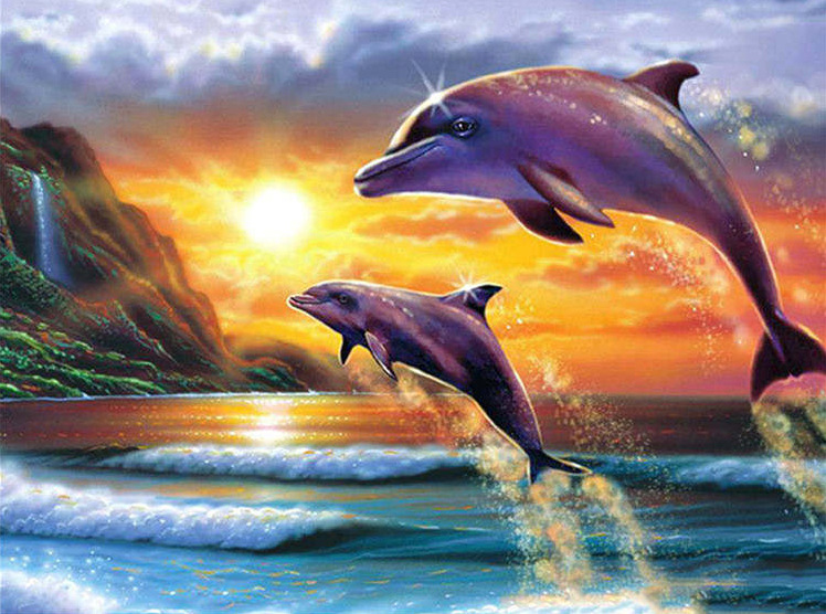 海豚白色_白海豚_海豚的生䐈器图片