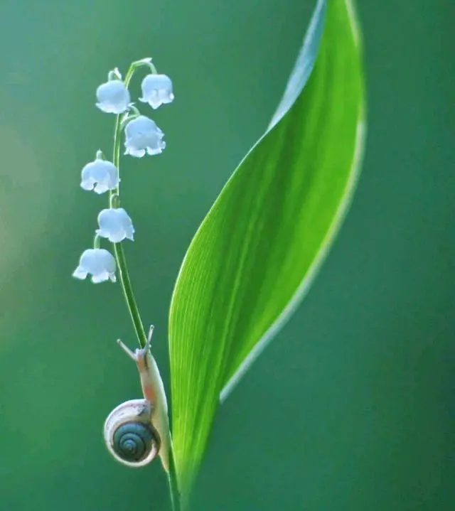 凯斯露莎_露莎_露莎米奈