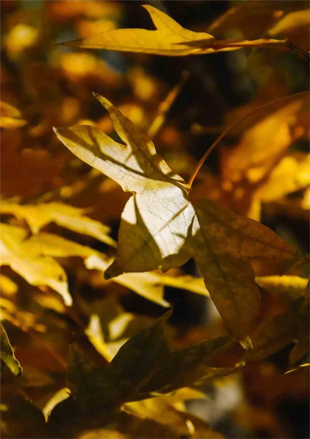 风望_望风山地_望风披靡