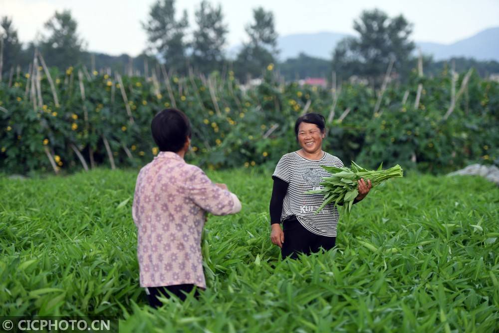 种地种菜的游戏_种菜的手机游戏_手机在草地里种菜的游戏